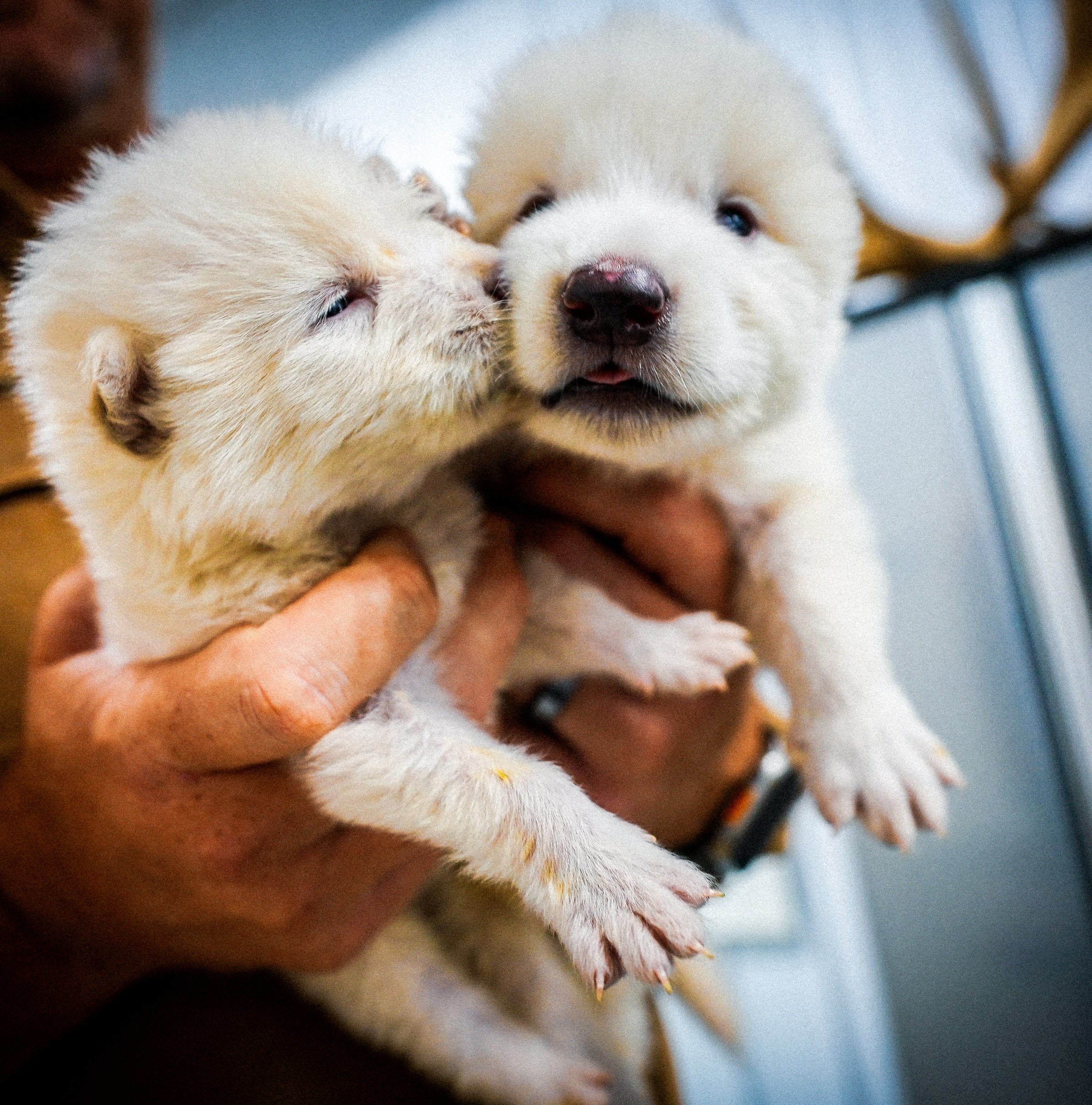 These fluffy white wolves explain everything wrong with bringing back extinct animals