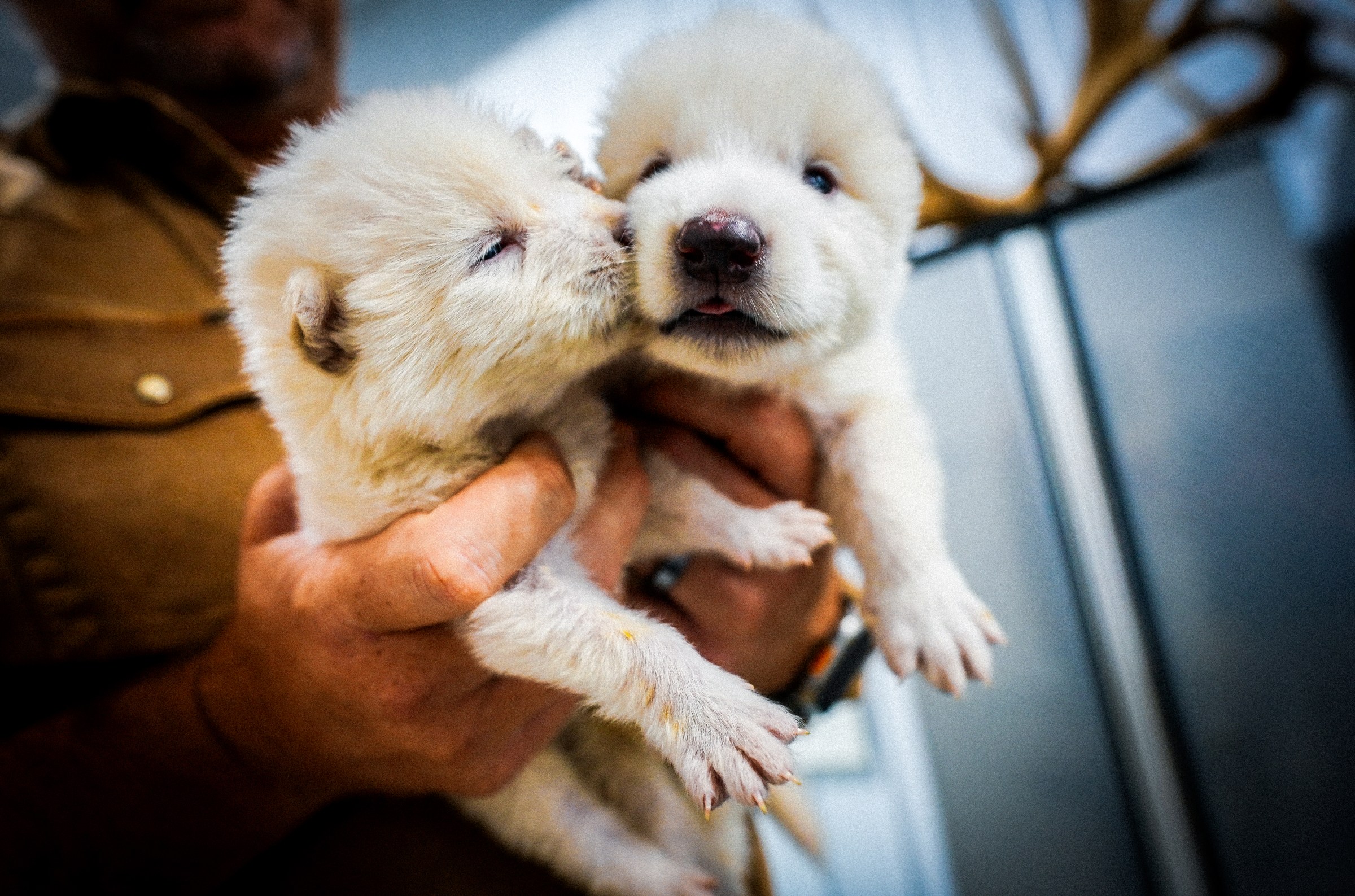 These fluffy white wolves explain everything wrong with bringing back extinct animals