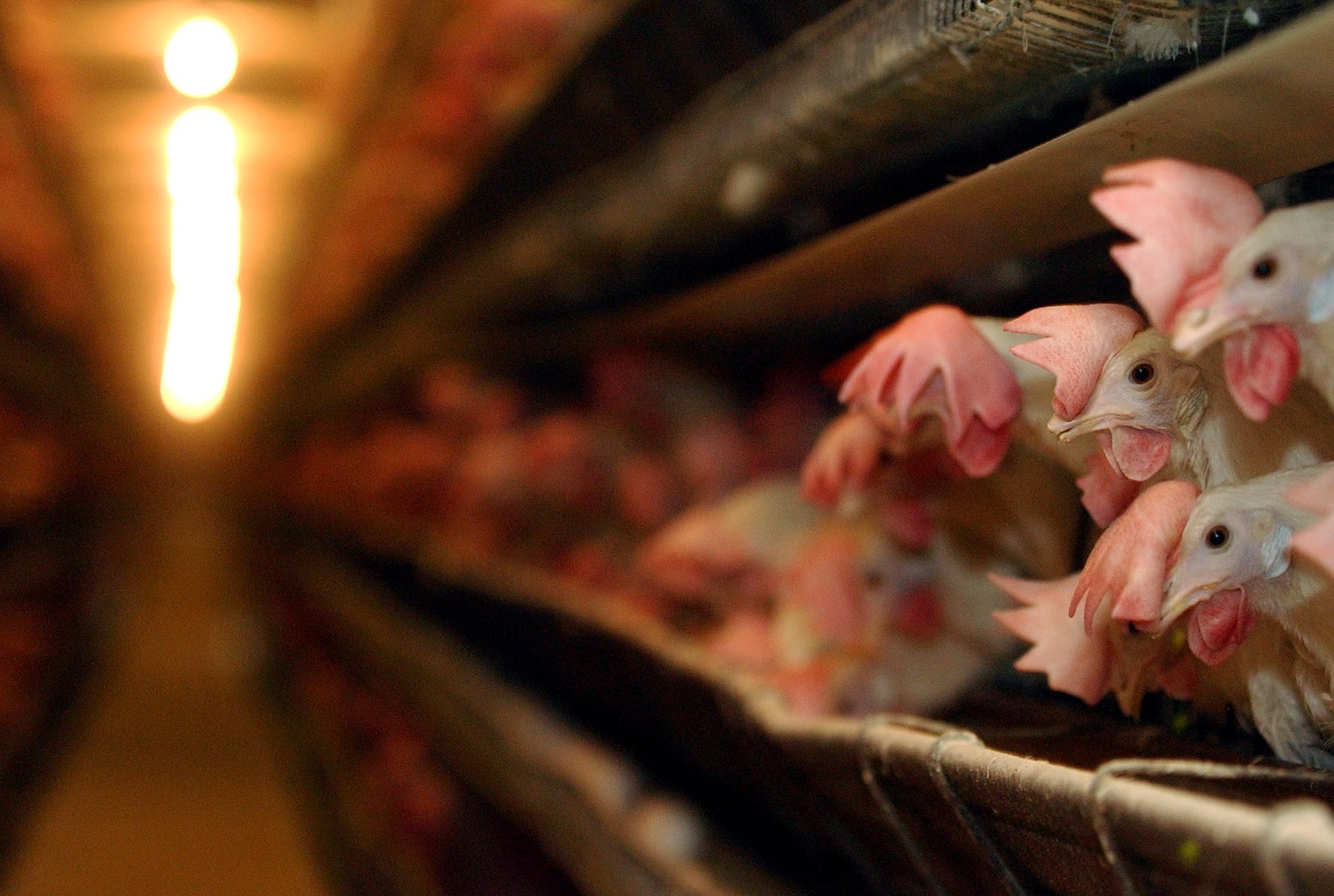 One state’s desperate new plan to fix its egg shortage