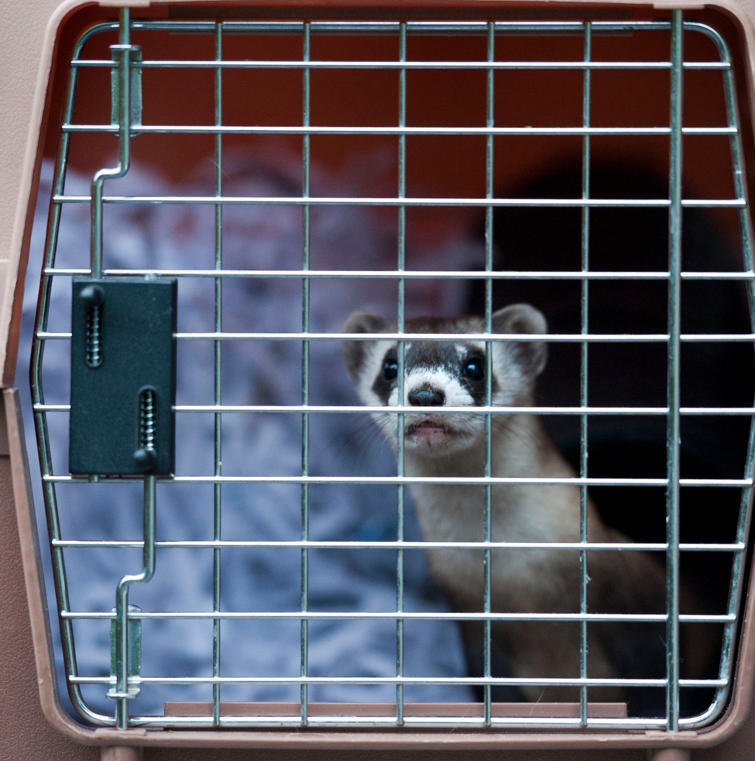 This animal is on the edge of extinction. Trump just fired the people trying to save it.