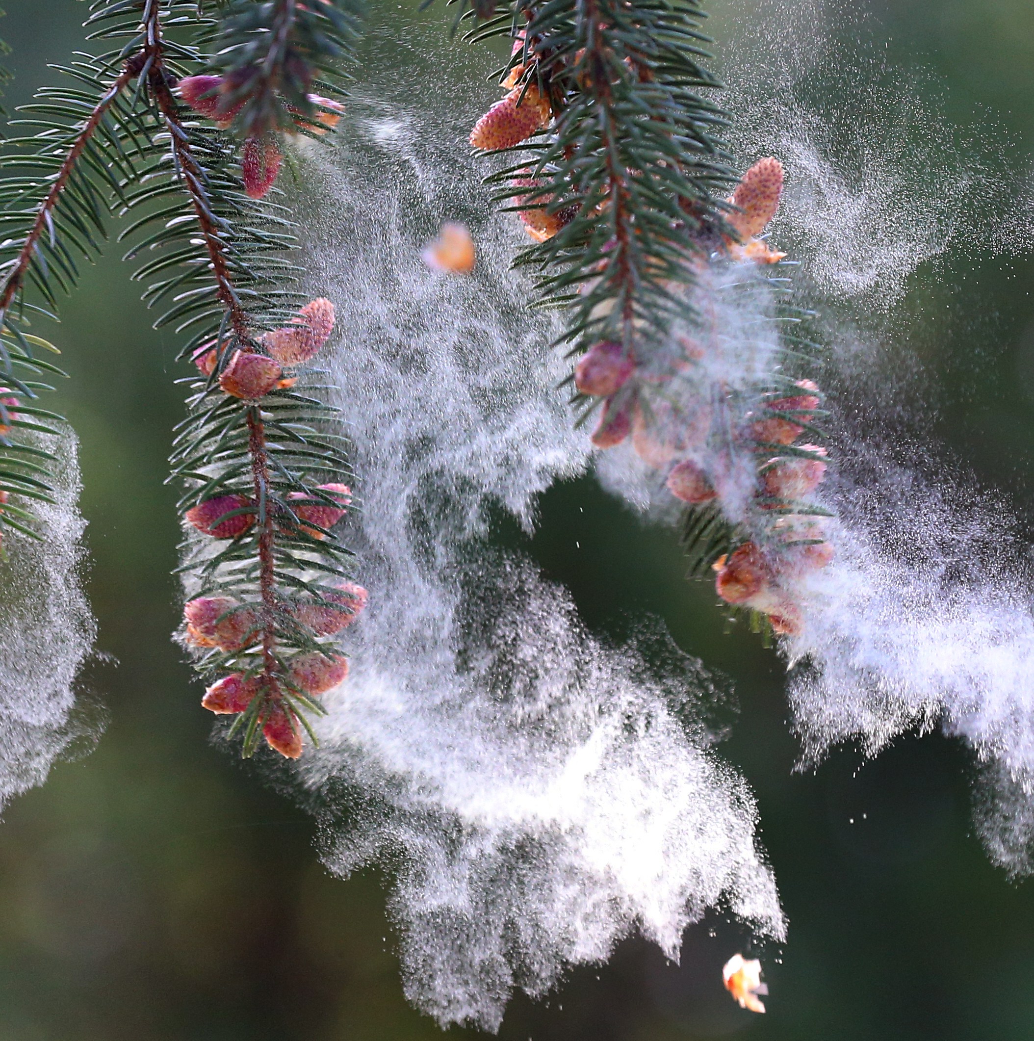 Yes, your allergies are getting worse