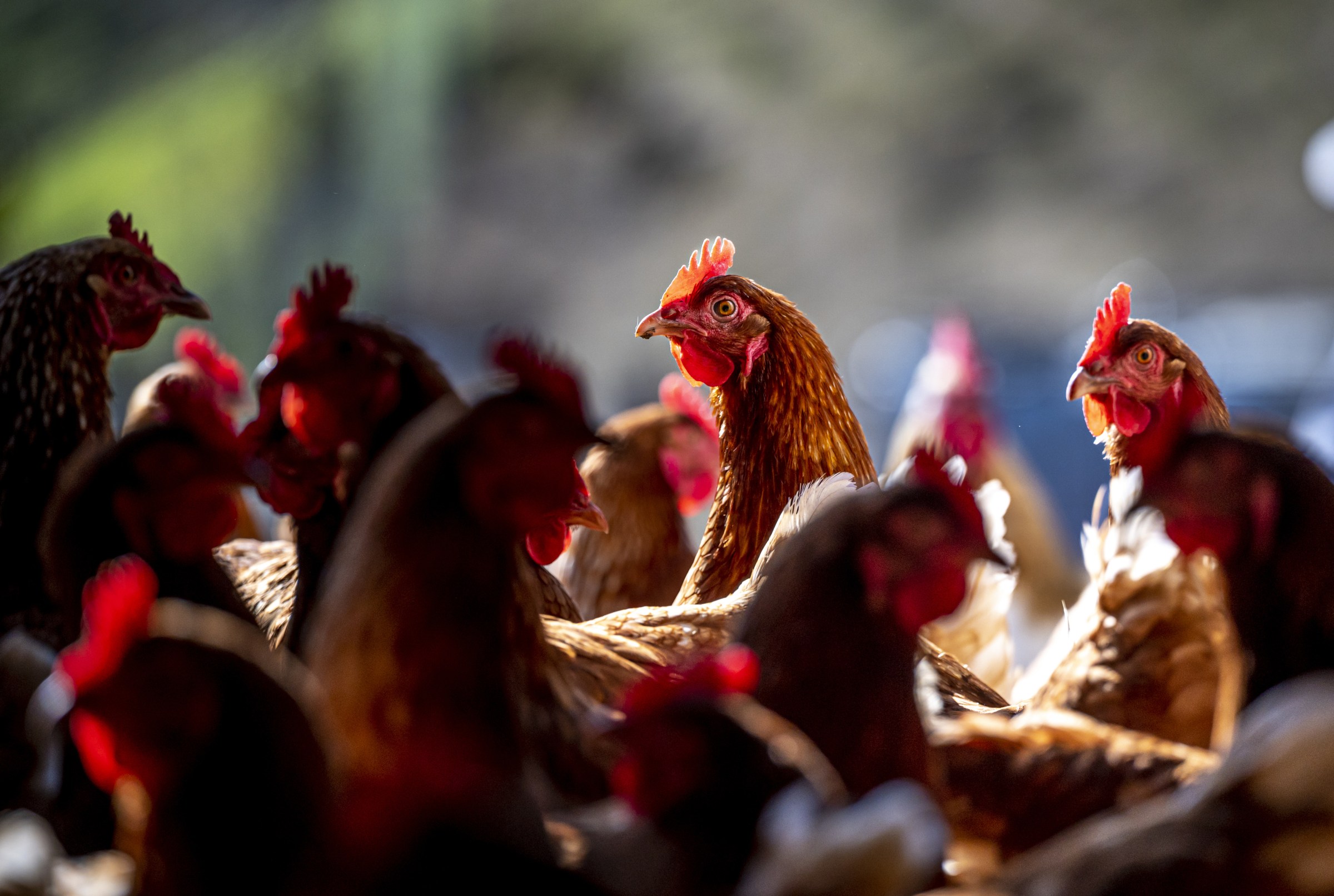 Is it time to worry about bird flu?