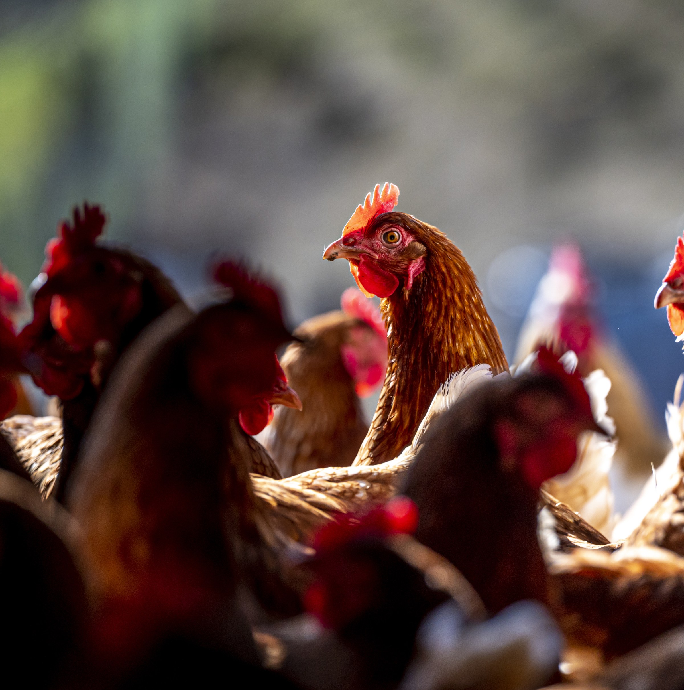Is it time to worry about bird flu?