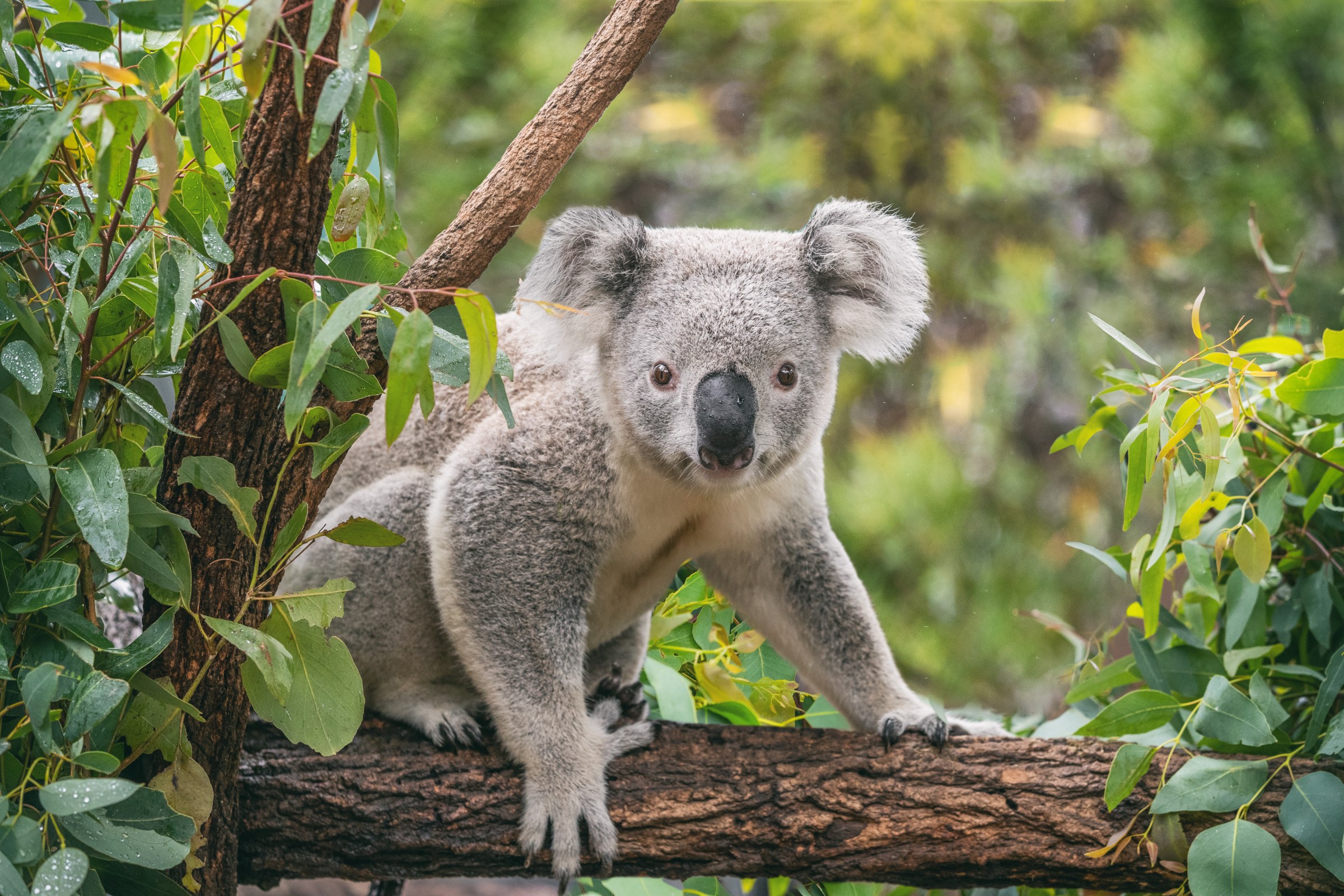 The startling reason Australia is shooting koalas out of trees from helicopters