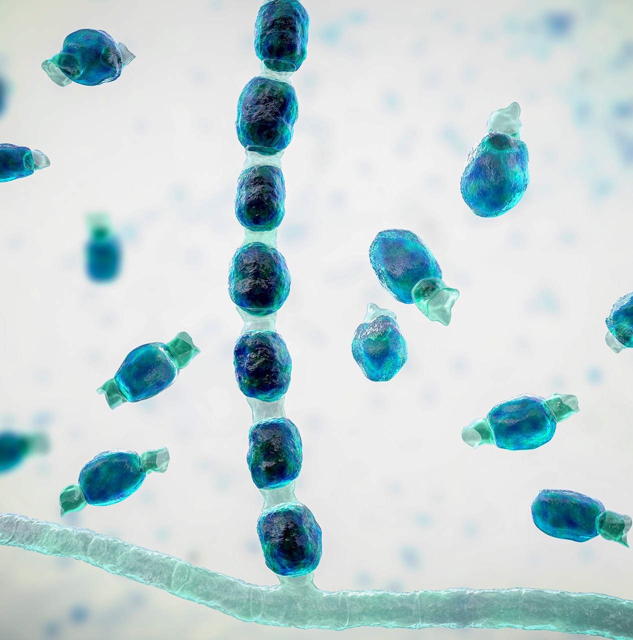 You need to start taking airborne fungal outbreaks seriously