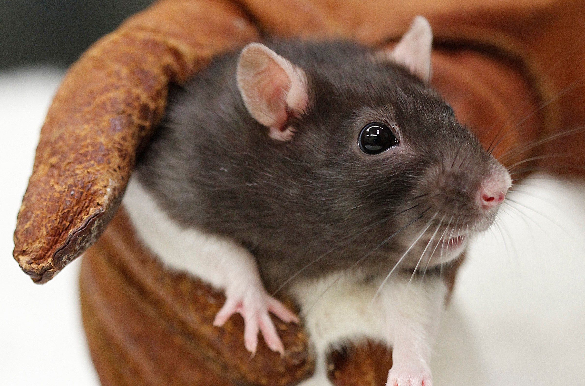 Animal rights advocates are ready for Trump’s war on science