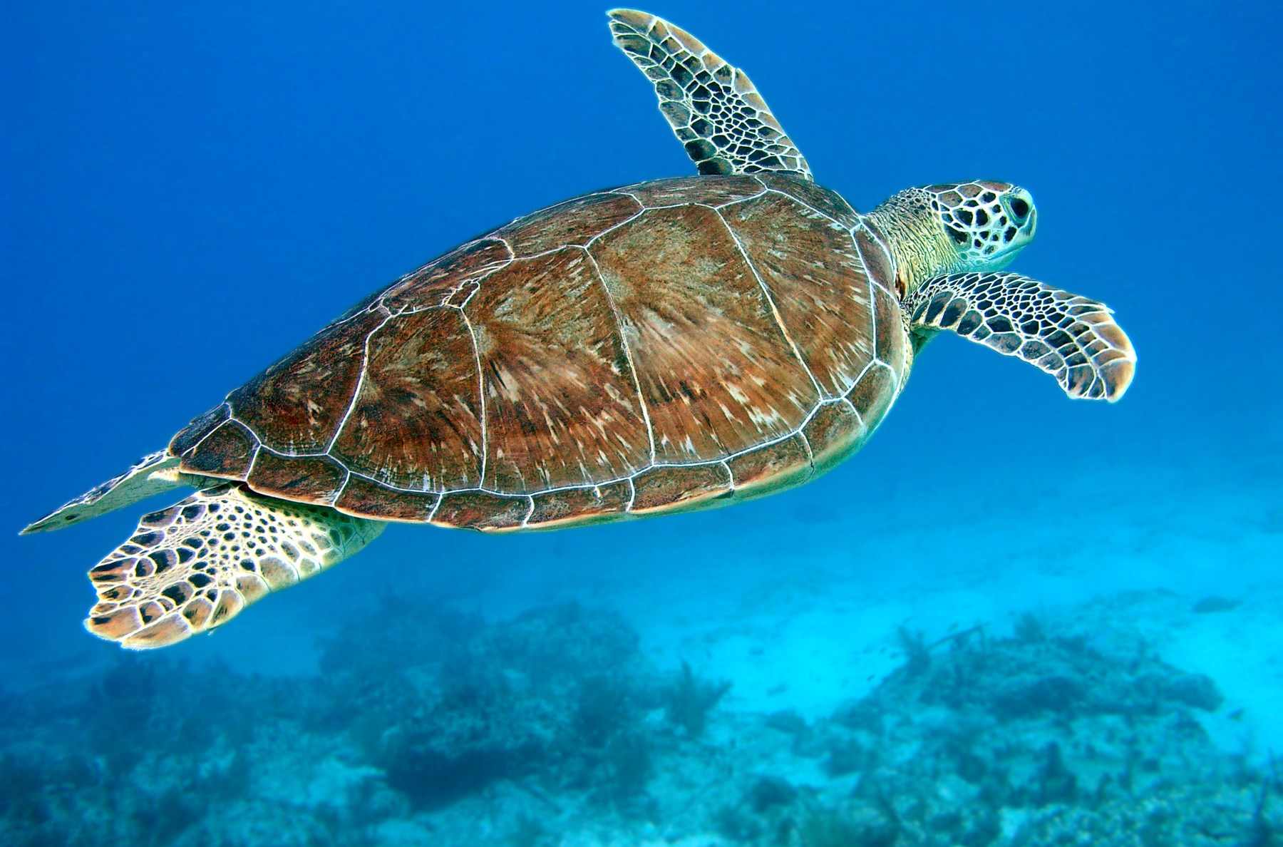 The extraordinary reason why scientists are collecting sea turtle tears