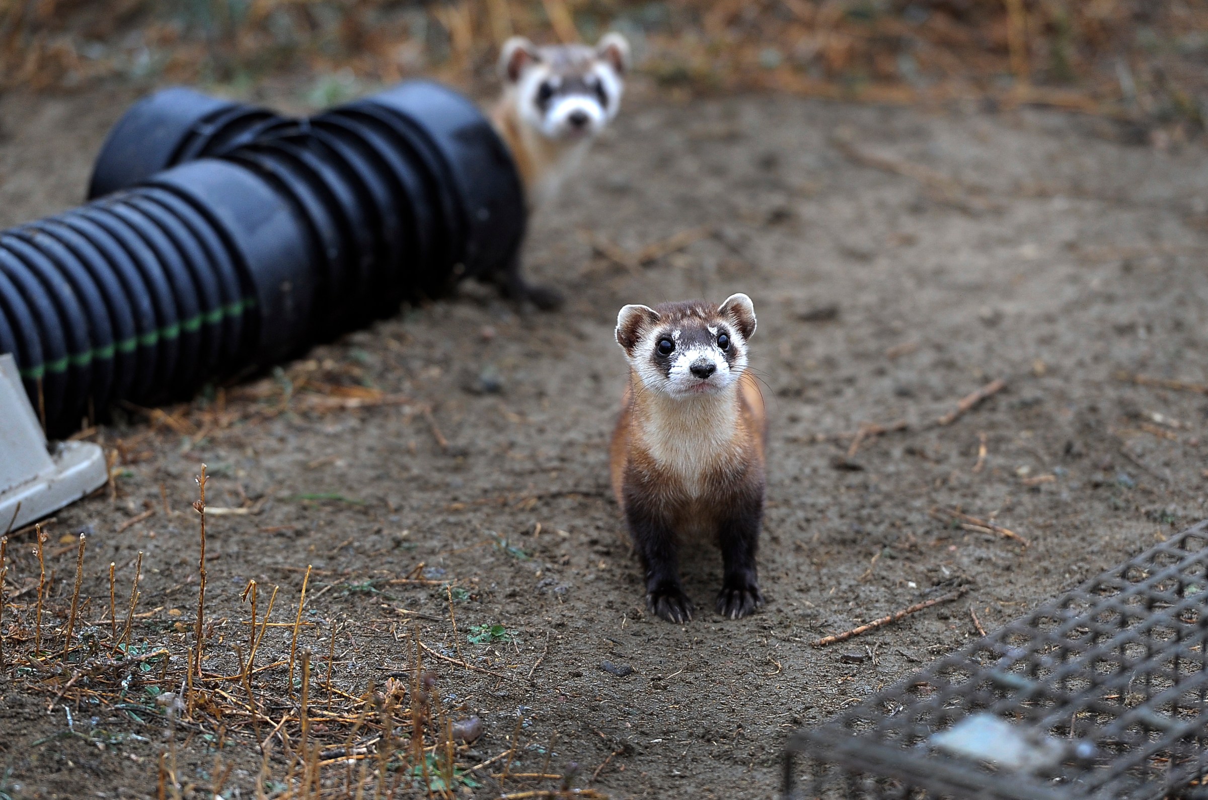 Trump’s job cuts at this overlooked agency put every American at risk