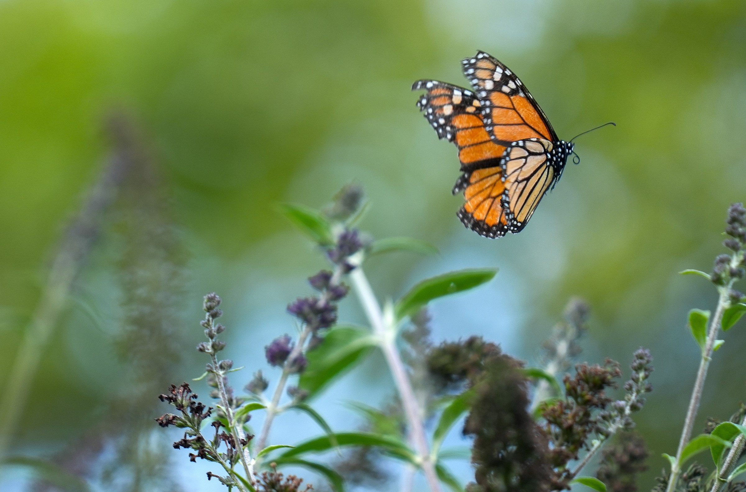The fate of this beloved American creature is in Trump’s hands