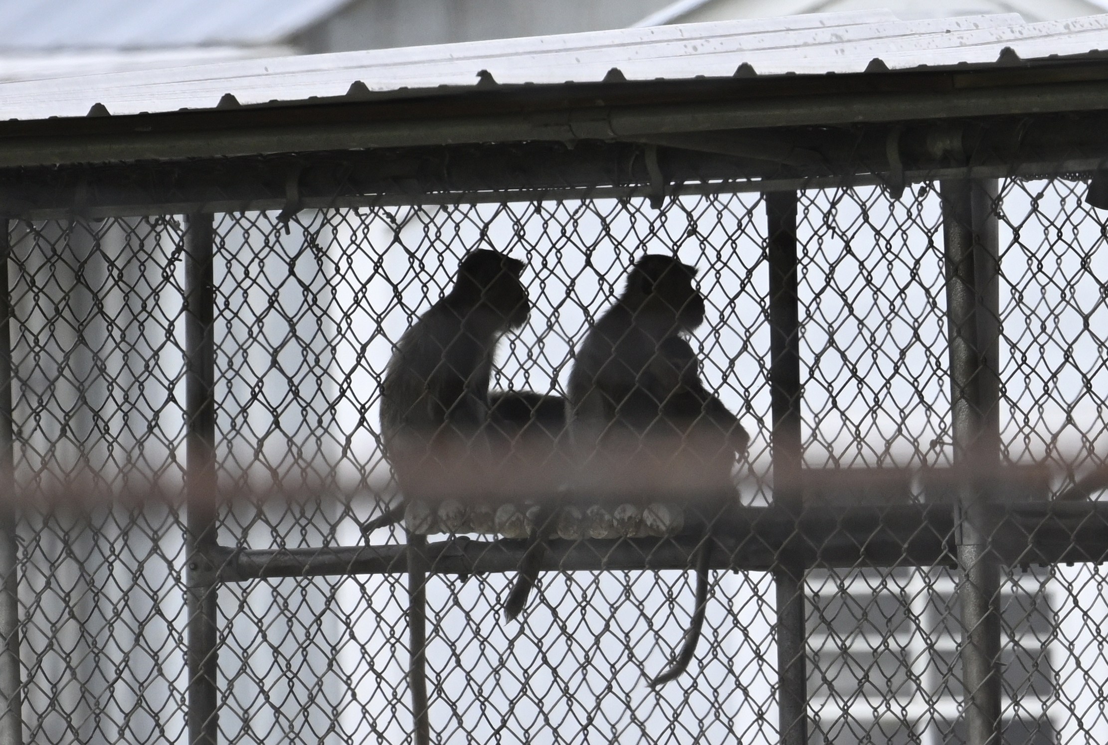 43 lab monkeys escaped in South Carolina. They have a legal claim to freedom.