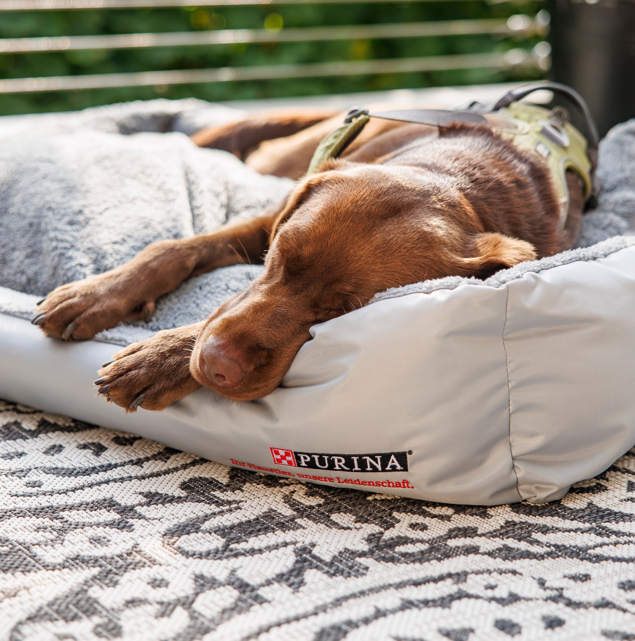 Why do we twitch in our sleep?