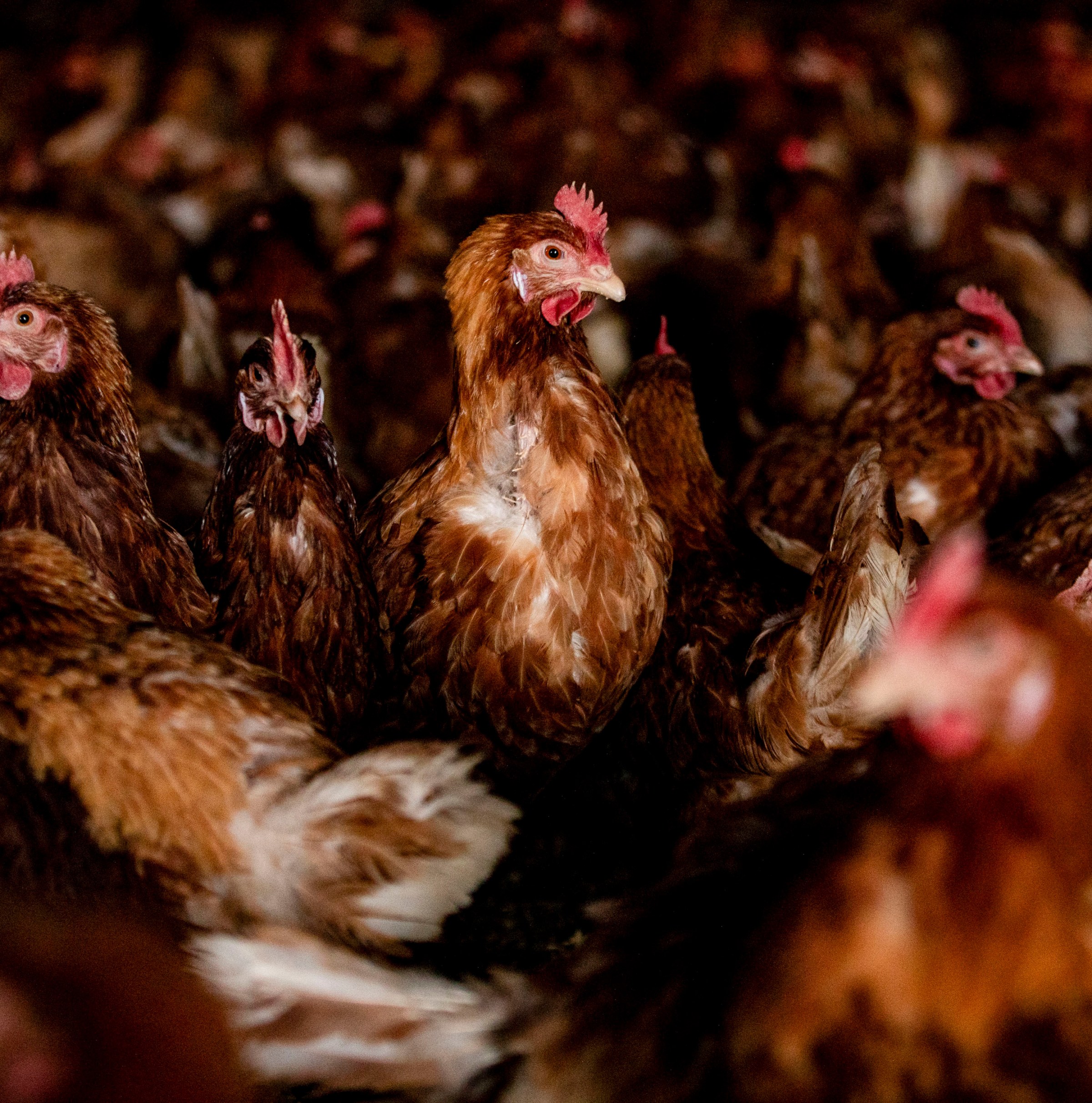 The world’s biggest animal cruelty problem, explained in one chart