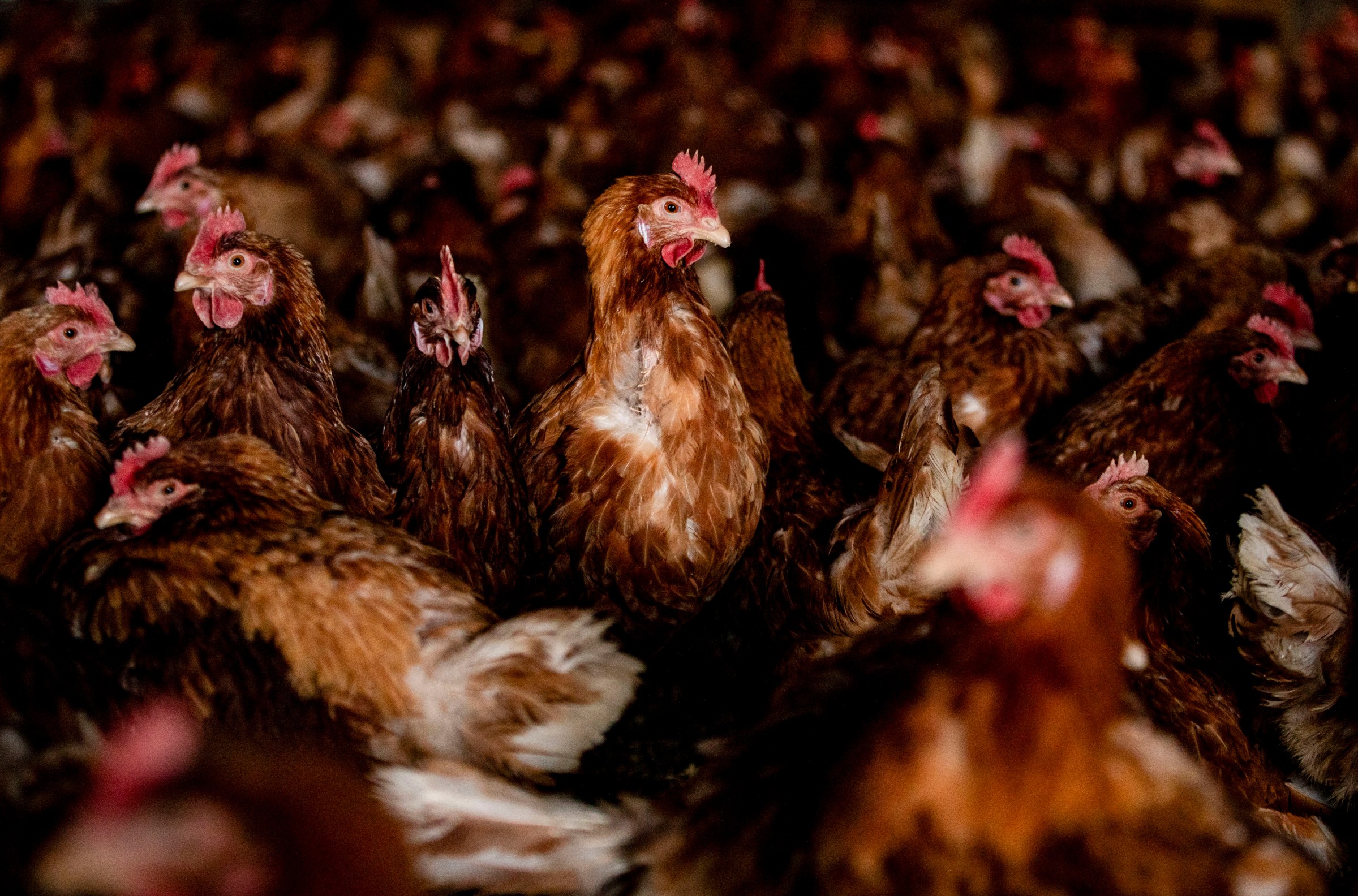 The world’s biggest animal cruelty problem, explained in one chart