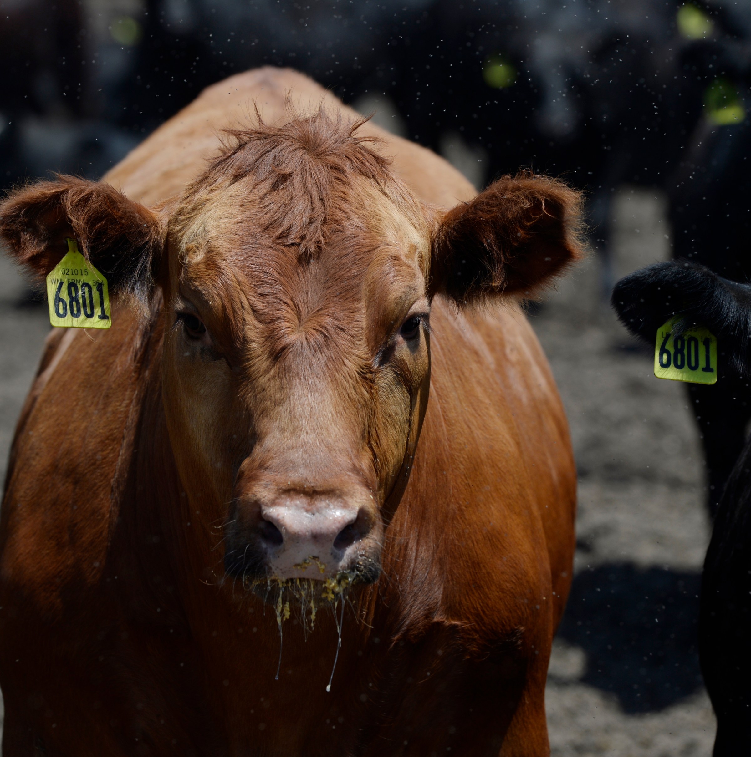 A newly surfaced document reveals the beef industry’s secret climate plan