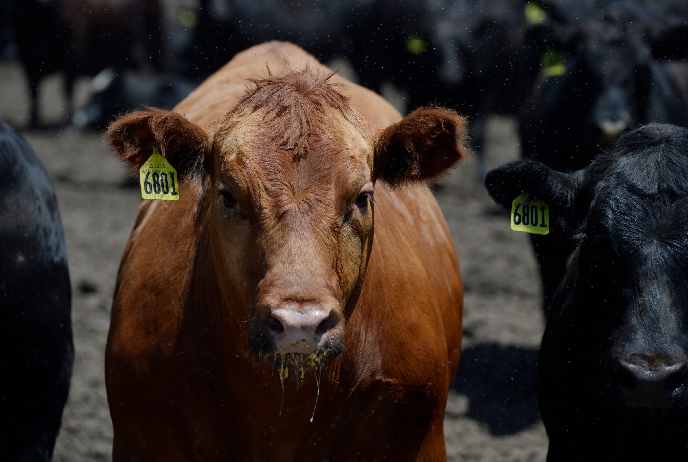 A newly surfaced document reveals the beef industry’s secret climate plan