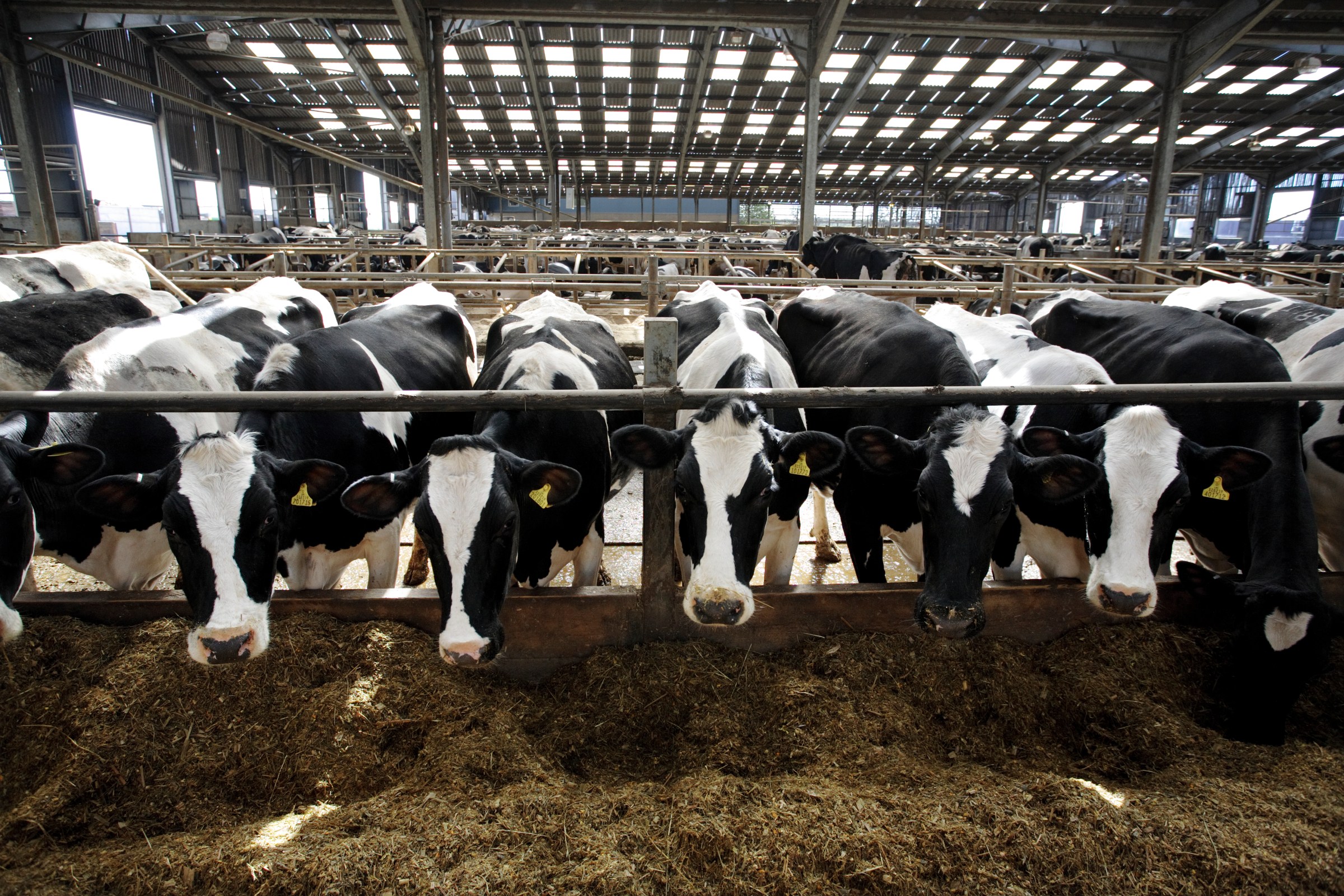 Americans are drinking more cow’s milk. Here’s why that’s a problem.