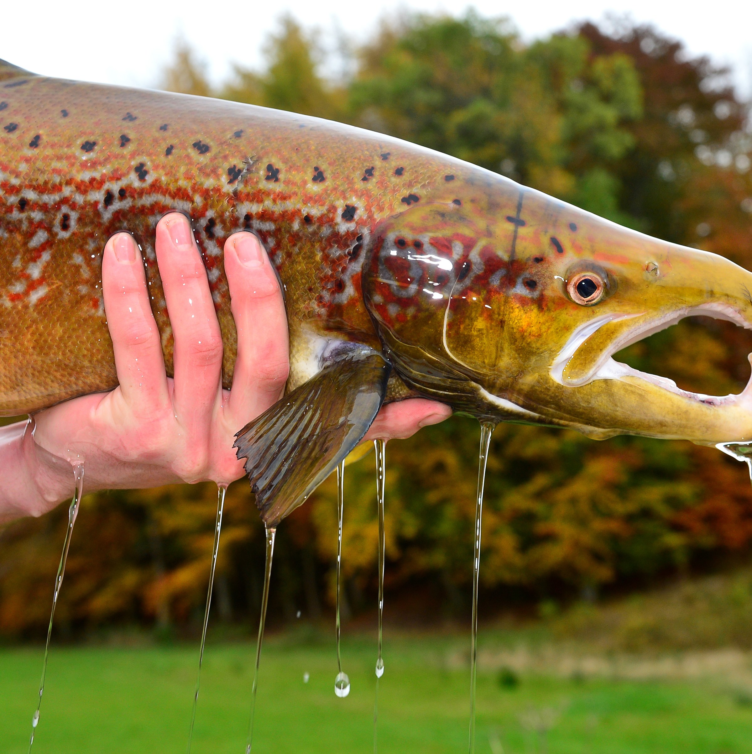 Oops, we accidentally drugged the world’s fish