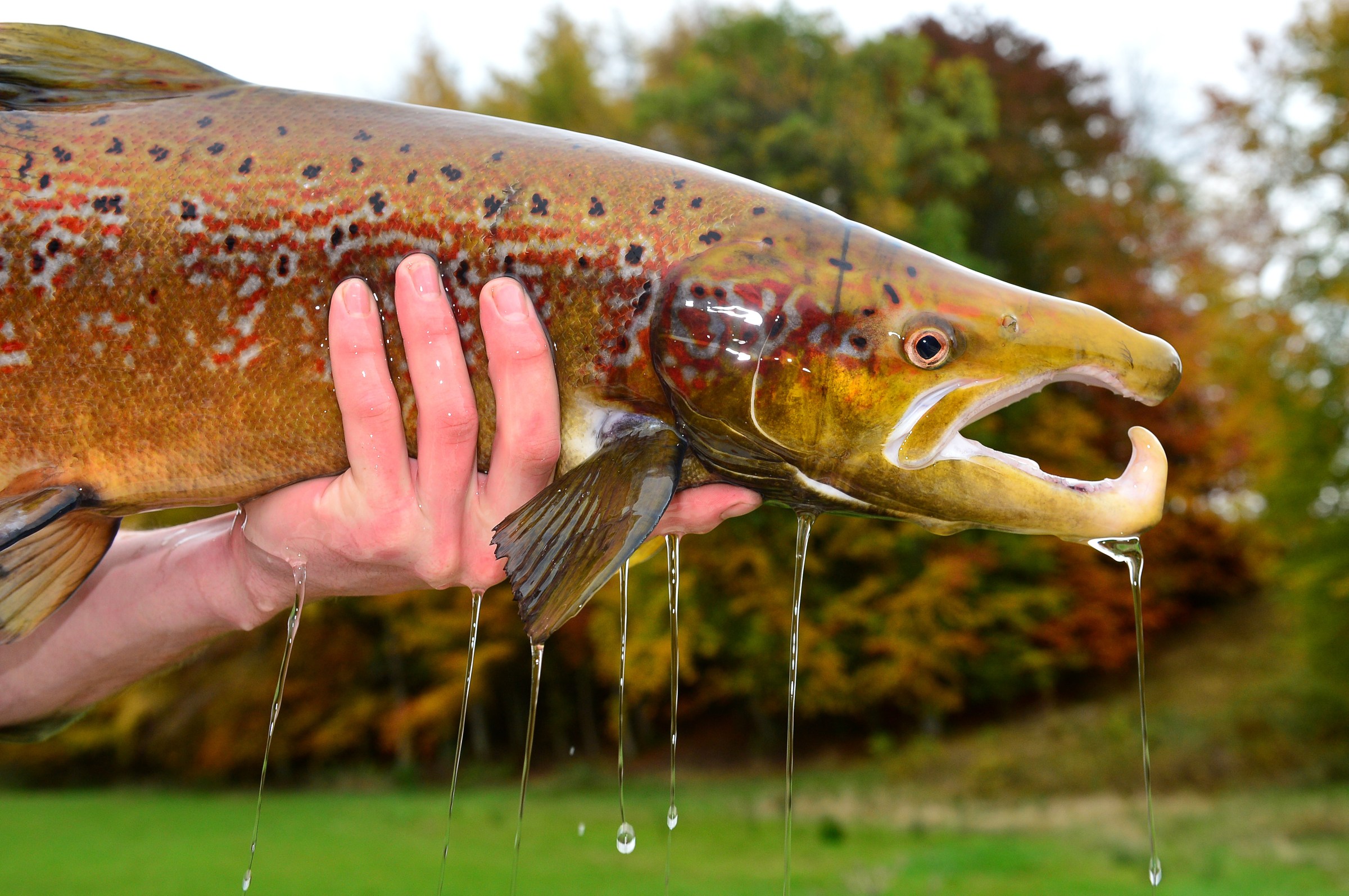 Oops, we accidentally drugged the world’s fish