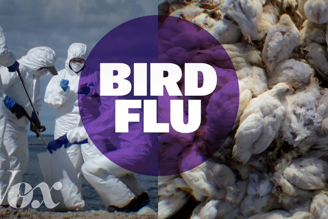 Is it time to worry about bird flu?