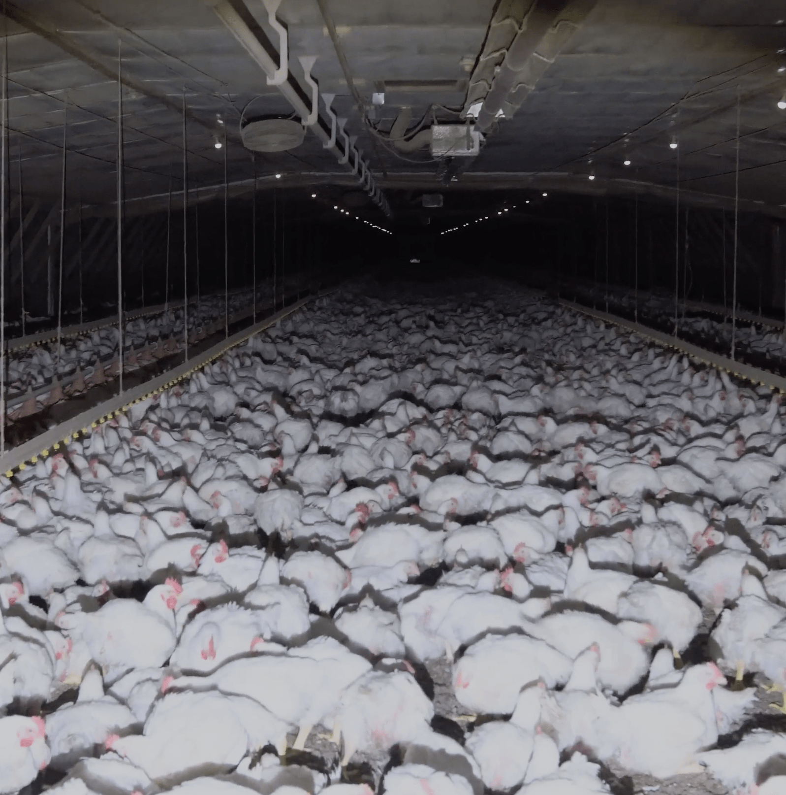 This little-known company is a major funder of right-wing politics. You’ve probably eaten their chicken.